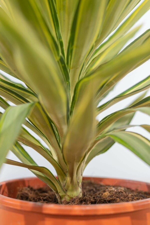 Yucca pied-d’éléphant Yucca elephantipes 'Jewel' Arbuste 40-60 Pot Palmier / Yucca Elephantipes Jewel Arbuste 40-60 cm