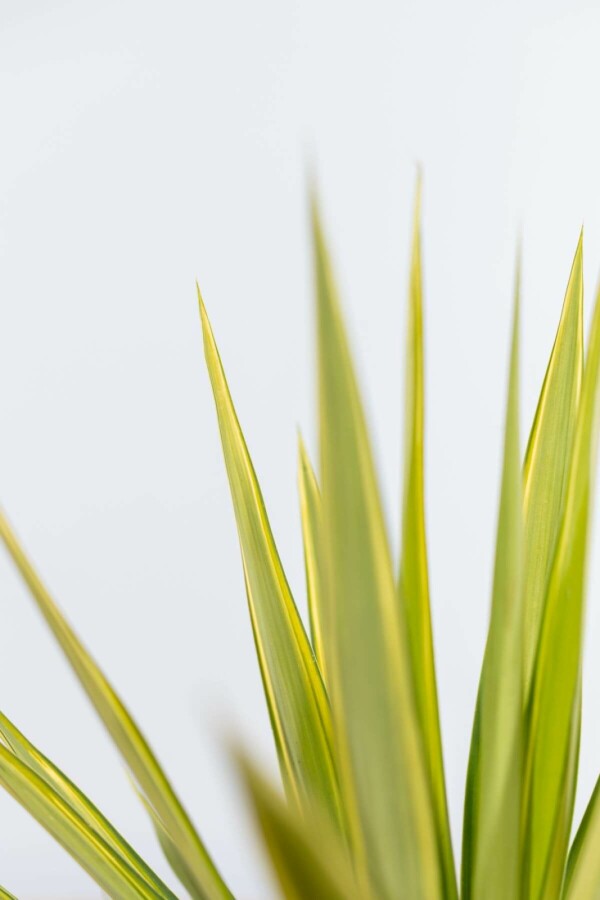 Yucca pied-d’éléphant Yucca elephantipes 'Jewel' Arbuste 60-80 Pot Palmier / Yucca Elephantipes Jewel Arbuste 60-80 cm