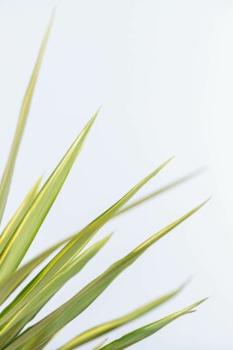 Yucca pied-d’éléphant Yucca elephantipes 'Jewel' Arbuste 80-100 Pot Palmier / Yucca Elephantipes Jewel Arbuste 80-100 cm