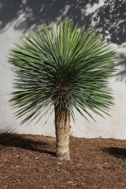 Yucca rostré Yucca rostrata Sur tige 30-40 125-150 Pot