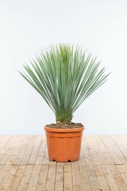 Palmier / Yucca Rostrata Sur tige/stipe/tronc