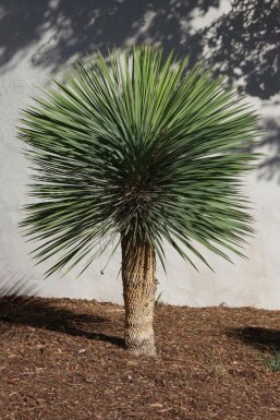 Yucca rostré Yucca rostrata Sur tige 80-100 175-200 Pot Palmier / Yucca Rostrata Sur tige/stipe/tronc 175-200 cm