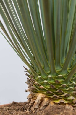 Yucca rostré Yucca rostrata Arbuste 40-60 Pot