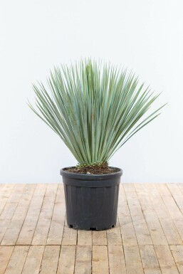 Palmier / Yucca Rostrata Arbuste