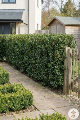 Ilex Aquifolium / Houx Commun 60-80 cm