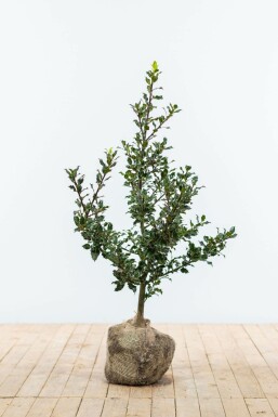 Houx commun Ilex aquifolium Haie 60-80 Motte Ilex Aquifolium / Houx Commun 60-80 cm