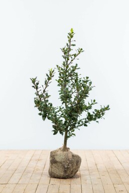 Ilex Aquifolium / Houx Commun