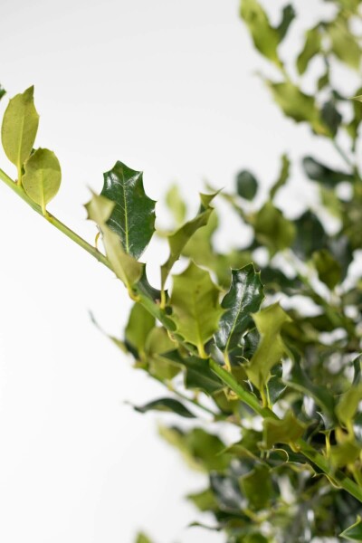 Houx commun Ilex aquifolium Haie 60-80 Motte Ilex Aquifolium / Houx Commun 60-80 cm