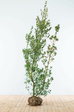 Ilex Aquifolium / Houx Commun