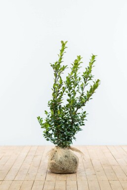 Houx / Ilex Meserveae Blue Maid