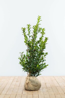 Chêne Ilex × meserveae 'Blue Maid' Haie 80-100 Motte Houx / Ilex Meserveae Blue Maid 80-100 cm