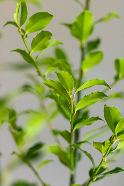 Chêne Ilex × meserveae 'Blue Maid' Haie 80-100 Motte Houx / Ilex Meserveae Blue Maid 80-100 cm