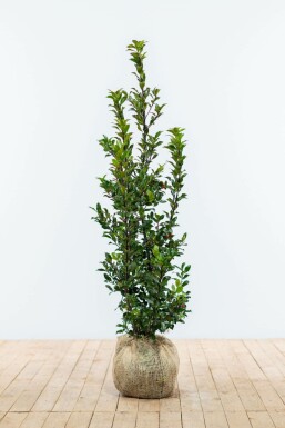 Houx / Ilex Meserveae Blue Maid