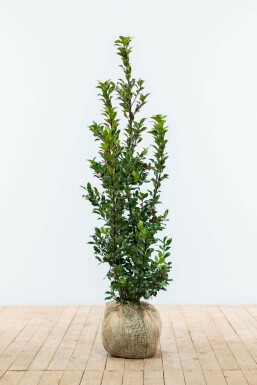 Chêne Ilex × meserveae 'Blue Maid' Haie 100-125 Motte Houx / Ilex Meserveae Blue Maid 100-125 cm