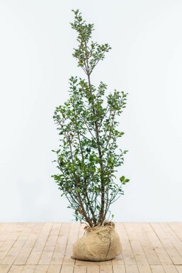 Chêne Ilex × meserveae 'Blue Maid' Haie 125-150 Motte Houx / Ilex Meserveae Blue Maid 125-150 cm