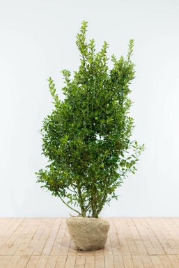 Chêne Ilex × meserveae 'Blue Maid' Haie 150-175 Motte Houx / Ilex Meserveae Blue Maid 150-175 cm