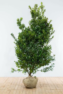 Chêne Ilex × meserveae 'Blue Maid' Haie 175-200 Motte Houx / Ilex Meserveae Blue Maid 175-200 cm