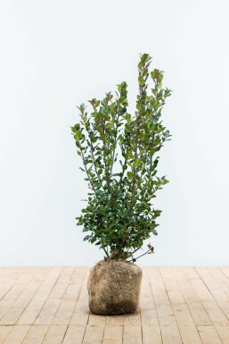 Chêne Ilex × meserveae 'Blue Prince' Haie 60-80 Motte Houx / Ilex Meserveae Blue Prince 60-80 cm
