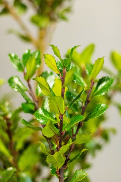 Chêne Ilex × meserveae 'Blue Prince' Haie 60-80 Motte Houx / Ilex Meserveae Blue Prince 60-80 cm