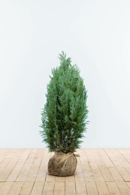 Chamaecyparis de Lawson Chamaecyparis lawsoniana 'Columnaris Glauca' Haie 60-80 Motte Cypres / Chamaecyparis Lawsoniana Columnaris Glauca 60-80 cm