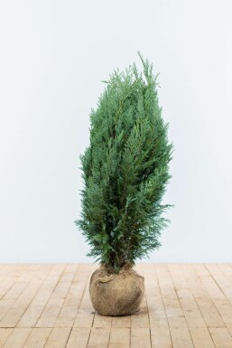 Chamaecyparis de Lawson Chamaecyparis lawsoniana 'Columnaris Glauca' Haie 80-100 Motte Cypres / Chamaecyparis Lawsoniana Columnaris Glauca 80-100 cm