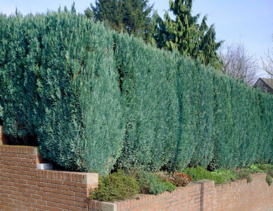 Chamaecyparis de Lawson Chamaecyparis lawsoniana 'Columnaris Glauca' Haie 80-100 Motte