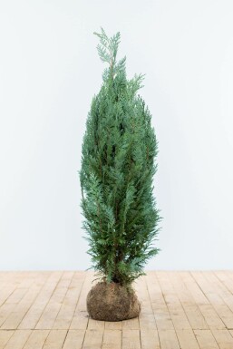 Chamaecyparis de Lawson Chamaecyparis lawsoniana 'Columnaris Glauca' Haie 100-120 Motte Cypres / Chamaecyparis Lawsoniana Columnaris Glauca 100-120 cm