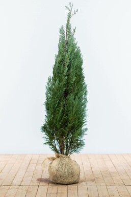 Chamaecyparis de Lawson Chamaecyparis lawsoniana 'Columnaris Glauca' Haie 120-140 Motte Cypres / Chamaecyparis Lawsoniana Columnaris Glauca 120-140 cm