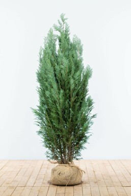Chamaecyparis de Lawson Chamaecyparis lawsoniana 'Columnaris Glauca' Haie 140-160 Motte Cypres / Chamaecyparis Lawsoniana Columnaris Glauca 140-160 cm