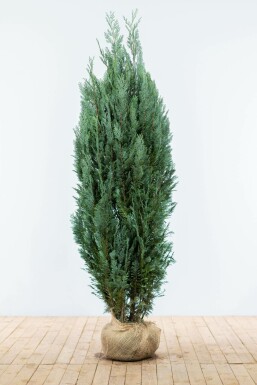 Chamaecyparis de Lawson Chamaecyparis lawsoniana 'Columnaris Glauca' Haie 180-200 Motte Cypres / Chamaecyparis Lawsoniana Columnaris Glauca 180-200 cm