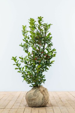 Houx / Ilex Meserveae Heckenfee