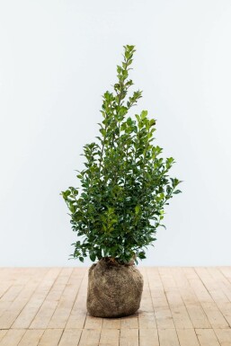 Chêne Ilex × meserveae 'Heckenfee' Haie 80-100 Motte Houx / Ilex Meserveae Heckenfee 80-100 cm