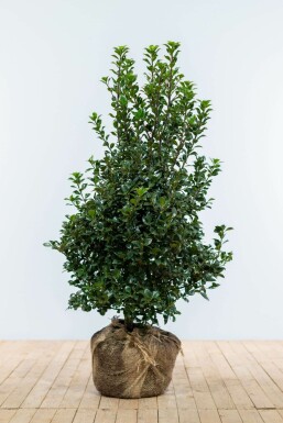 Chêne Ilex × meserveae 'Heckenfee' Haie 100-125 Motte Houx / Ilex Meserveae Heckenfee 100-125 cm