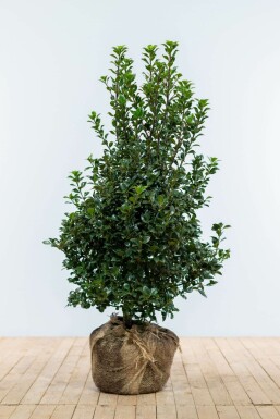 Houx / Ilex Meserveae Heckenfee