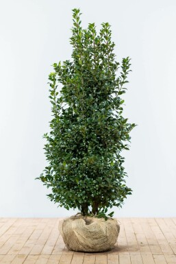 Chêne Ilex × meserveae 'Heckenfee' Haie 125-150 Motte Houx / Ilex Meserveae Heckenfee 125-150 cm