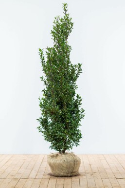 Chêne Ilex × meserveae 'Heckenfee' Haie 150-175 Motte Houx / Ilex Meserveae Heckenfee 150-175 cm