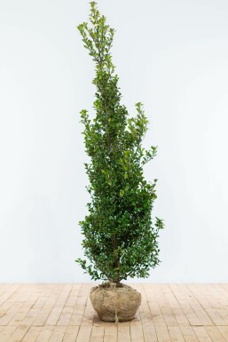Chêne Ilex × meserveae 'Heckenfee' Haie 175-200 Motte Houx / Ilex Meserveae Heckenfee 175-200 cm