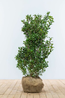 Houx / Ilex Meserveae Heckenpracht