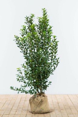 Houx / Ilex Meserveae Heckenpracht