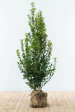 Houx / Ilex Meserveae Heckenpracht