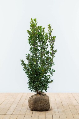 Chêne Ilex × meserveae 'Heckenstar' Haie 60-80 Motte Houx / Ilex Meserveae Heckenstar 60-80 cm