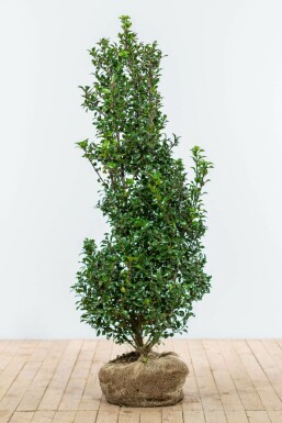 Houx / Ilex Meserveae Heckenstar