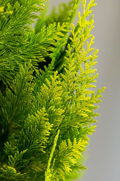 Chamaecyparis de Lawson Chamaecyparis lawsoniana 'Ivonne' Haie 60-80 Motte Cypres / Chamaecyparis Lawsoniana Columnaris Ivonne 60-80 cm