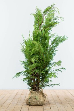 Chamaecyparis de Lawson Chamaecyparis lawsoniana 'Ivonne' Haie 80-100 Motte Cypres / Chamaecyparis Lawsoniana Columnaris Ivonne 80-100 cm