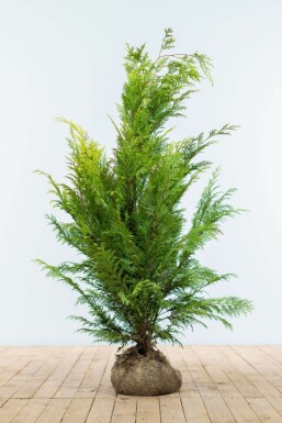 Chamaecyparis de Lawson Chamaecyparis lawsoniana 'Ivonne' Haie 100-120 Motte Cypres / Chamaecyparis Lawsoniana Columnaris Ivonne 100-120 cm