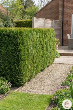 Cypres / Chamaecyparis Lawsoniana Columnaris Ivonne 100-120 cm