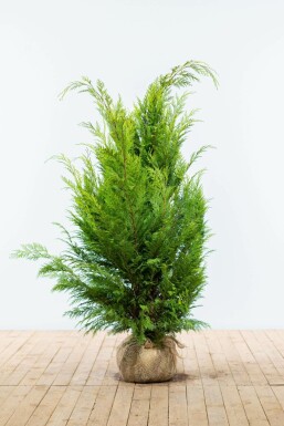Chamaecyparis de Lawson Chamaecyparis lawsoniana 'Ivonne' Haie 120-140 Motte Cypres / Chamaecyparis Lawsoniana Columnaris Ivonne 120-140 cm