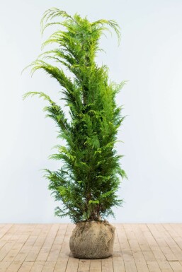 Chamaecyparis de Lawson Chamaecyparis lawsoniana 'Ivonne' Haie 140-160 Motte Cypres / Chamaecyparis Lawsoniana Columnaris Ivonne 140-160 cm
