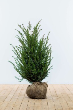 If Ă  baies Taxus baccata Haie 80-100 Motte If Commun / Taxus Baccata 80-100 cm