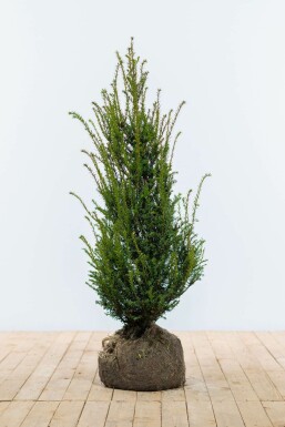 If Ă  baies Taxus baccata Haie 100-120 Motte If Commun / Taxus Baccata 100-120 cm